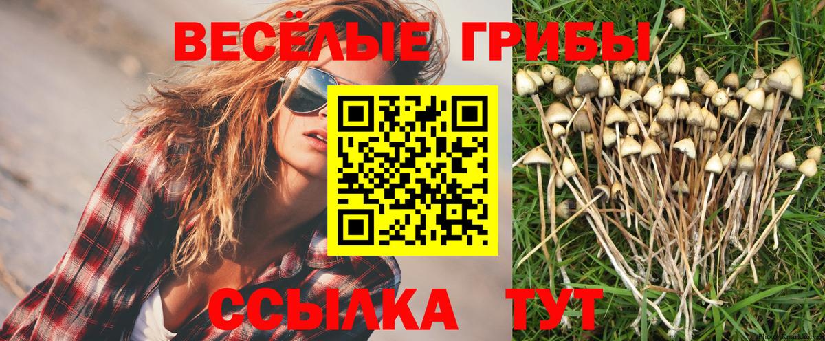 Псилоцибиновые грибы Psilocybine cubensis Астрахань